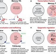 Image result for Memory Cells