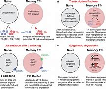 Image result for Memory Cell Biology
