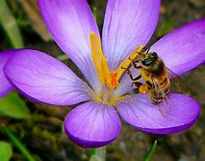 Image result for Cricket Insect Cute