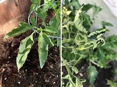 Image result for Tomato Plant Leaf Curl