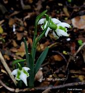 Image result for Galanthus Betty Hansell
