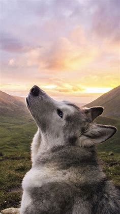 Husky sunset HD phone wallpaper | Pxfuel