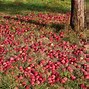 Image result for Premature Apple Fruit Fall