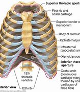 Image result for Sternum Human Body