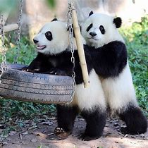Image result for Cute Funny Baby Pandas