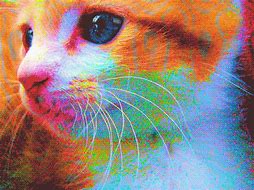 Image result for Trippy Cat High Wallpaper