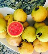 Image result for guayaba