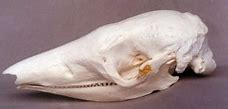 Image result for Giant Armadillo Skeleton Replica