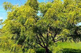 Image result for Neem Tree