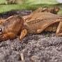 Image result for Mole Crickets Lawn Damage Photos