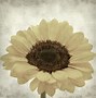 Image result for Old Yellow Paper Texture