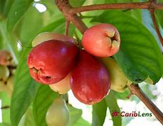 Image result for Jamaican Apple Tree