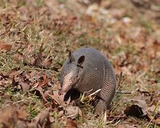 Image result for Armadillo Head