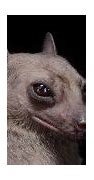 Image result for Great Fruit Bats