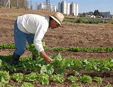 Image result for agricultira