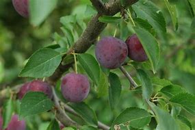 Image result for Prunus Cerasifera