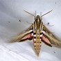 Image result for "whitelined-sphinx-moth"
