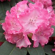 Image result for Rhododendron (T) Germania