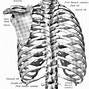 Image result for Thoracic Vertebral Body