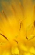Image result for iPhone XR Yellow Wallpaper