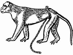 Image result for Monkey Heraldry