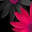 Image result for Girly Wallpaper for iPhone Black