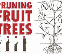 Image result for How to Prune Fruit Trees