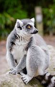 Image result for Pictures of La Coque Madagascar