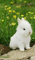 Image result for Cute Bunny Wallpaper for iPads
