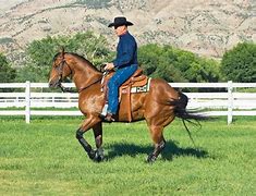 Image result for John Lyons Horse Trainers