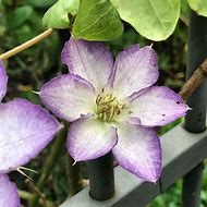 Image result for Clematis Lucky Charm