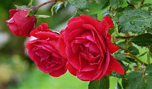 Image result for Roses in Nature