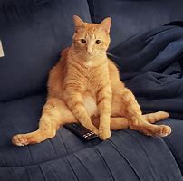 Image result for Couch Potato Cat