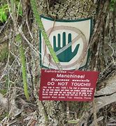 Image result for Most Dangerous Tree for Fire