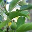 Image result for Honeycrisp Apple Tree Bloom