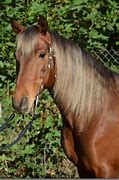 Image result for Rocky Mountain Gaited Horse