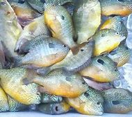 Image result for Bluegill Catfish