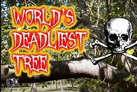 Image result for Deadly Trees