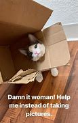 Image result for Cat iPhone X Meme