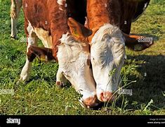 Image result for Spot On Cattle