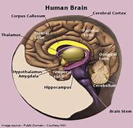 Image result for Brain ClipArt