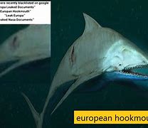 Image result for European Hook Mouth Fish