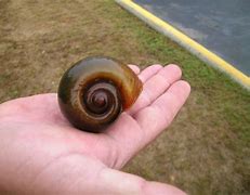 Image result for Apple Snail Invasive Species