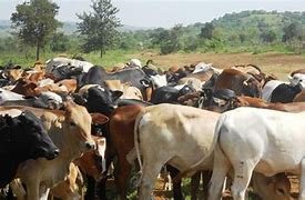Image result for The Cattle Rustler in Uganda
