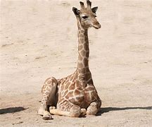 Image result for Fotky Animals