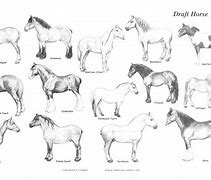 Image result for Small Draft Horses