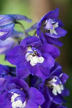 Image result for Delphinium magic fountain Dark Blue/White Bee