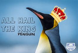Image result for You Crown King Penguin