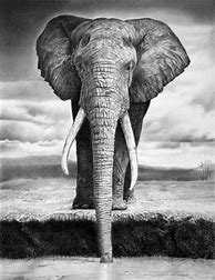 Image result for Amazing Animal Drawings in Pencil
