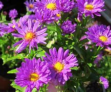 Aster novi-belgii Royal Velvet に対する画像結果